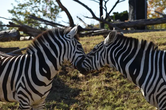 SlotsVentura Cazino Cazinou Suport